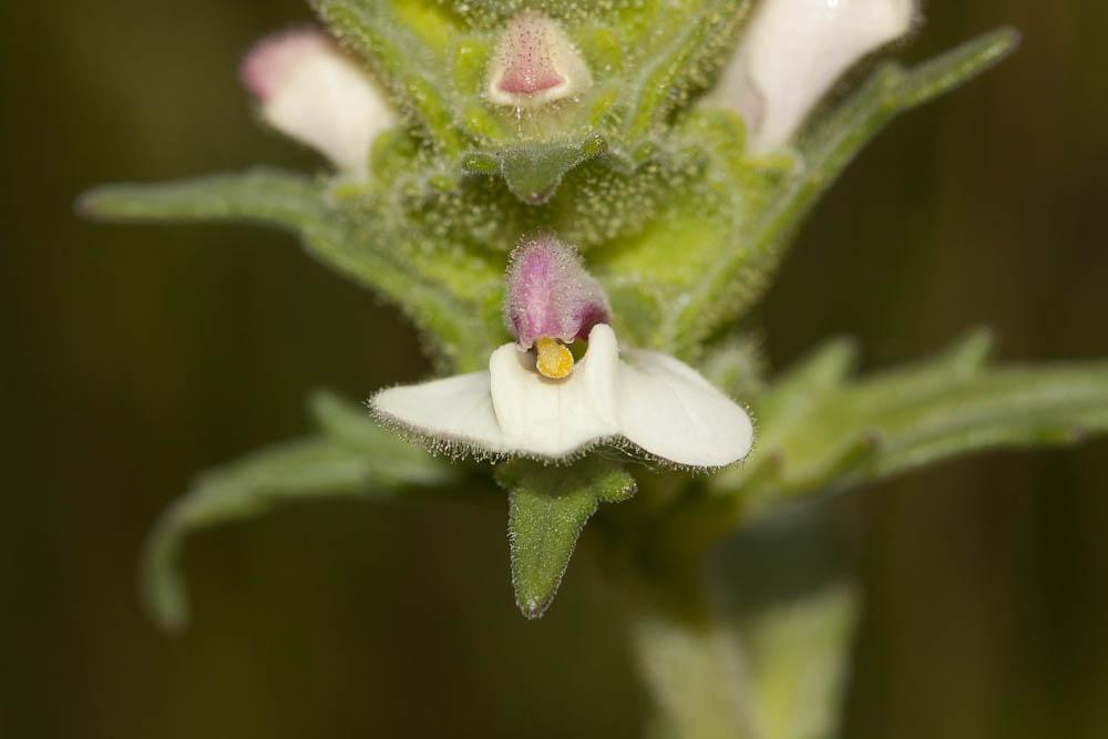 Bellardie, Bartsie trixago, Bellardie Germandrée Bartsia trixago L., 1753