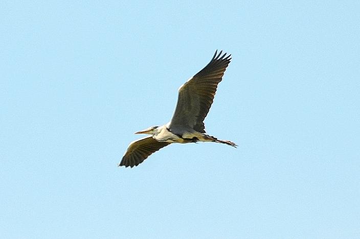Héron cendré Ardea cinerea Linnaeus, 1758