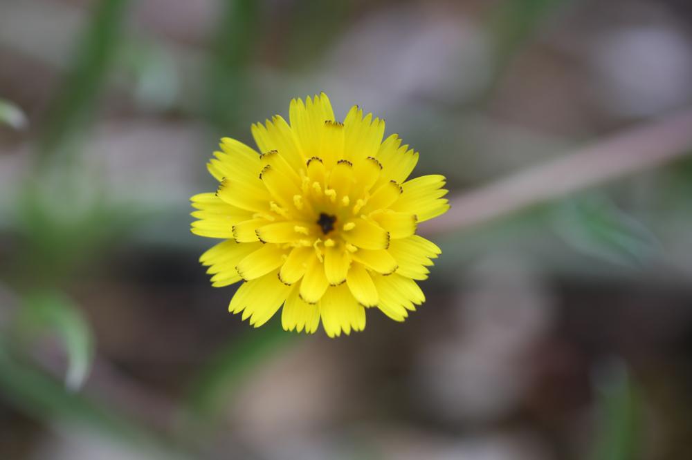 Hedypnois faux rhagadiole, Bonne-nuit-les-petits, Hedypnois rhagadioloides (L.) F.W.Schmidt, 1795