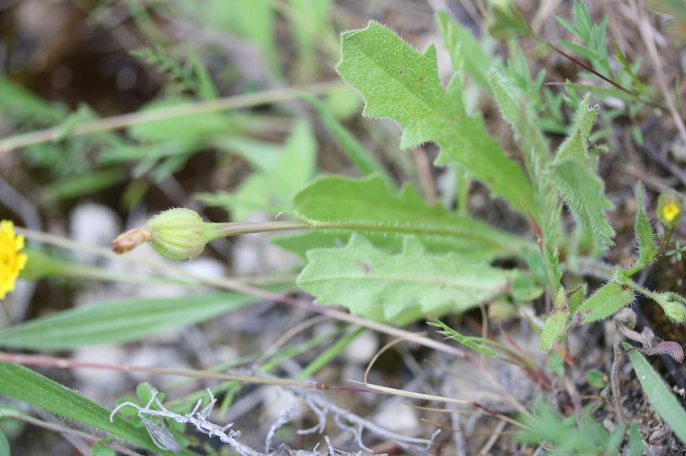 Hedypnois faux rhagadiole, Bonne-nuit-les-petits, Hedypnois rhagadioloides (L.) F.W.Schmidt, 1795