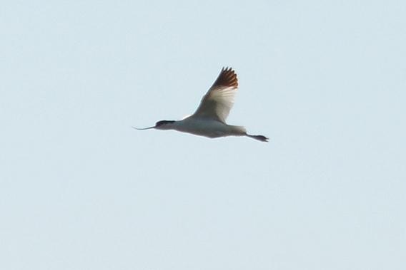 Avocette élégante Recurvirostra avosetta Linnaeus, 1758
