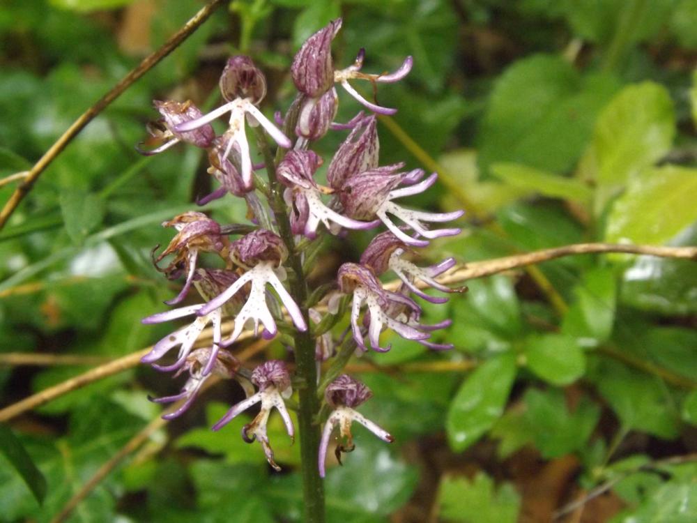 Orchis Orchis x angusticruris Franch. ex Rouy, 1912