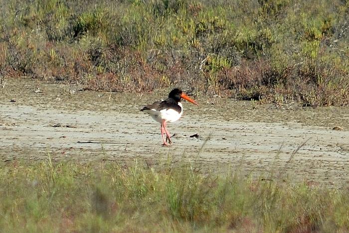 Huîtrier pie Haematopus ostralegus Linnaeus, 1758