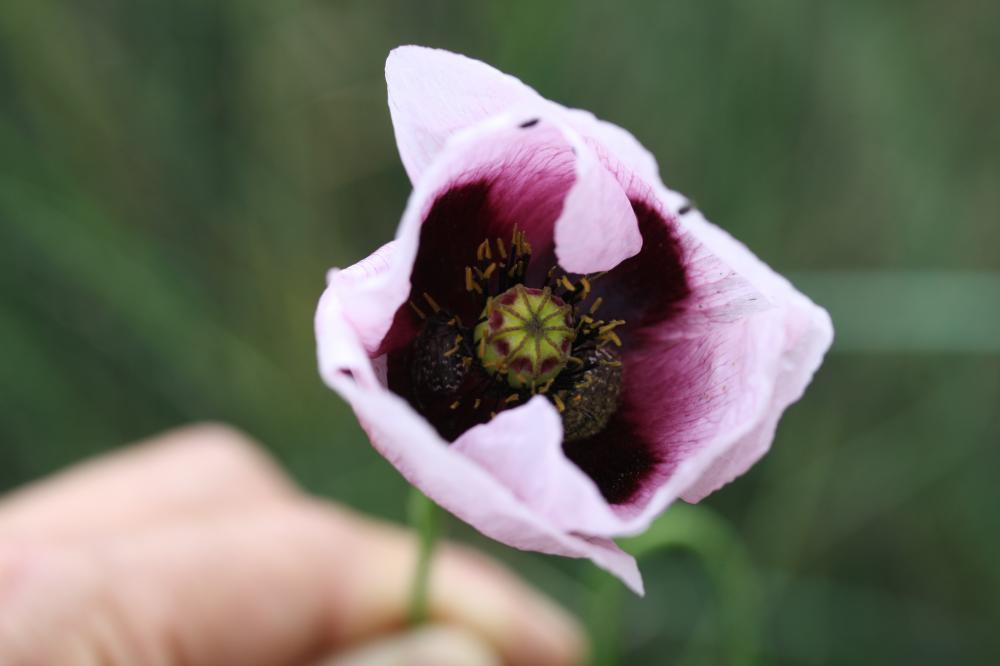 Pavot somnifère, Pavot officinal Papaver somniferum L., 1753