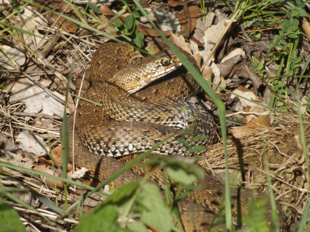 Couleuvre de Montpellier Malpolon monspessulanus (Hermann, 1804)