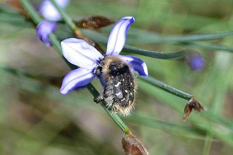  Tropinota hirta (Poda, 1761)