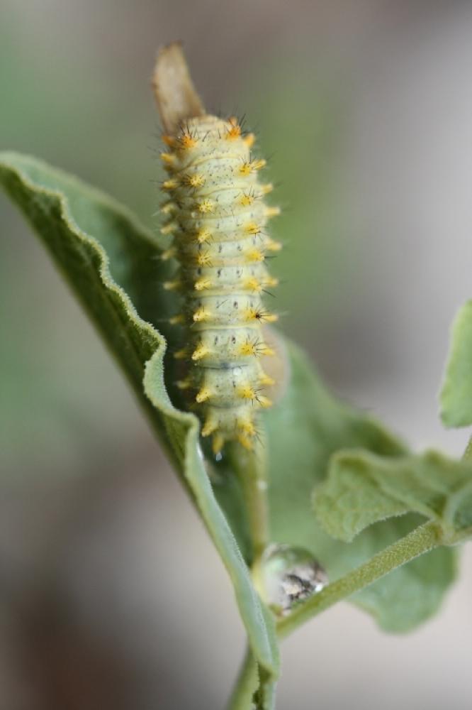 Proserpine (La), Thaïs écarlate (La), Proserpine d Zerynthia rumina (Linnaeus, 1758)