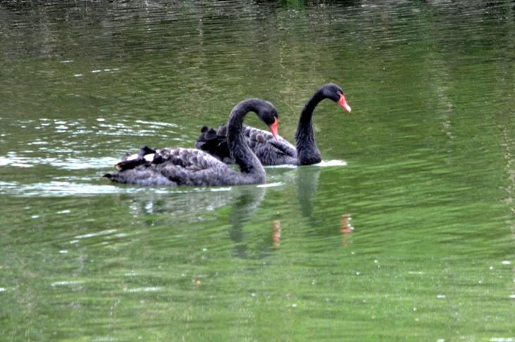 Cygne noir Cygnus atratus (Latham, 1790)