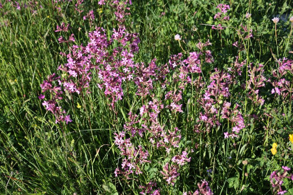 Silene visqueux Viscaria vulgaris Bernh., 1800