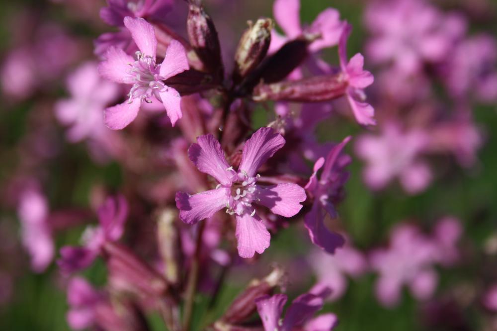 Silene visqueux Viscaria vulgaris Bernh., 1800