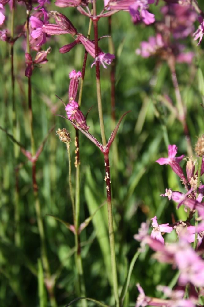 Silene visqueux Viscaria vulgaris Bernh., 1800