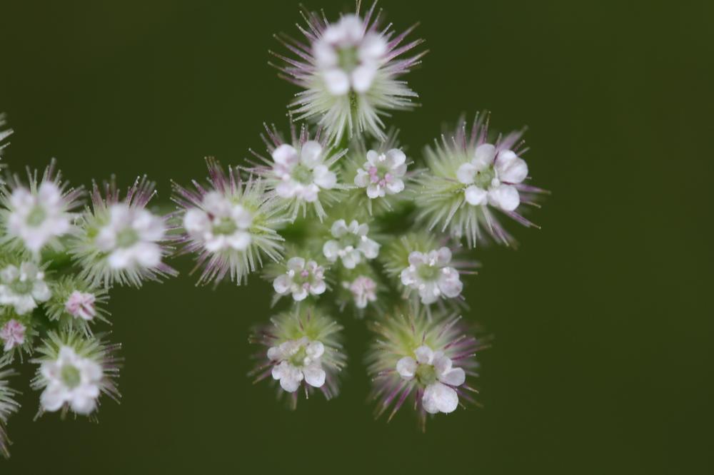 Torilis à folioles étroites, Torilis à feuilles ét Torilis leptophylla (L.) Rchb.f., 1867