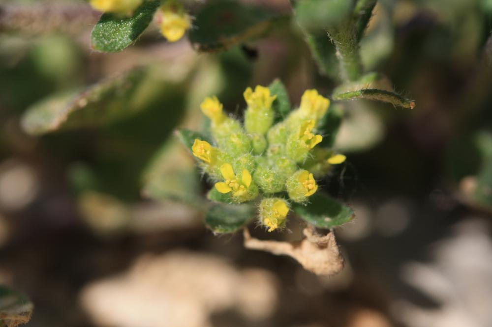 Alysson des champs Alyssum simplex Rudolphi, 1799