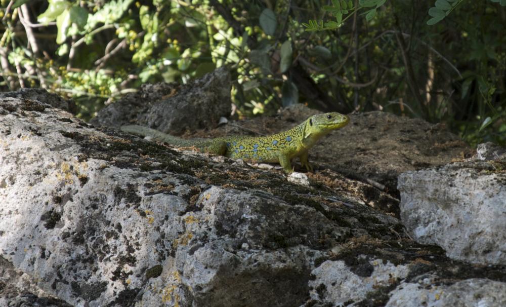 Lézard ocellé Timon lepidus (Daudin, 1802)