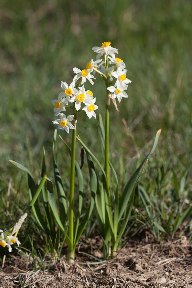 Narcisses à bouquet jaune, Narcisse-à-bouquet Narcissus tazetta L., 1753