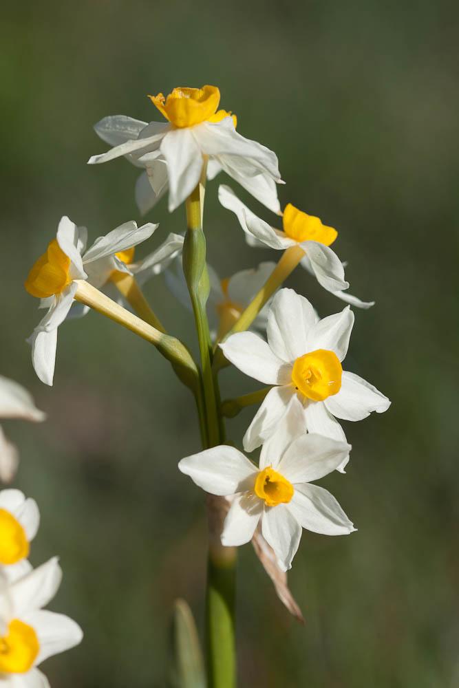 Narcisses à bouquet jaune, Narcisse-à-bouquet Narcissus tazetta L., 1753