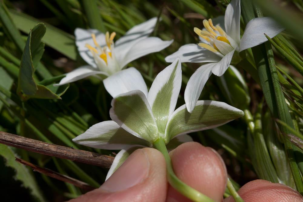 Ornithogale en ombelle, Dame-d'onze-heures, Ornith Ornithogalum umbellatum L., 1753