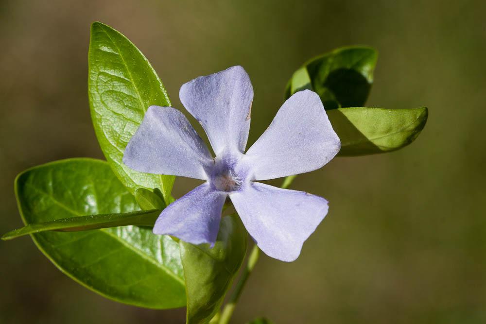 Petite pervenche, Violette de serpent Vinca minor L., 1753