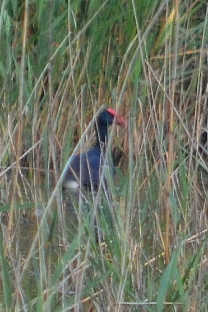 Poule sultane, Talève sultane, Porphyrion bleu Porphyrio porphyrio (Linnaeus, 1758)