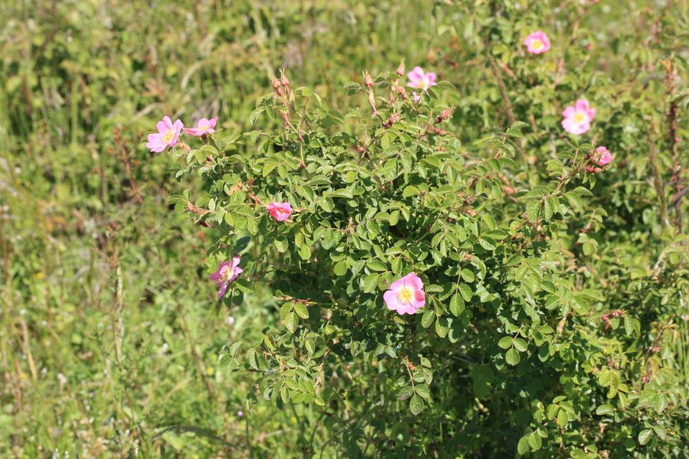  Rosa L., 1753