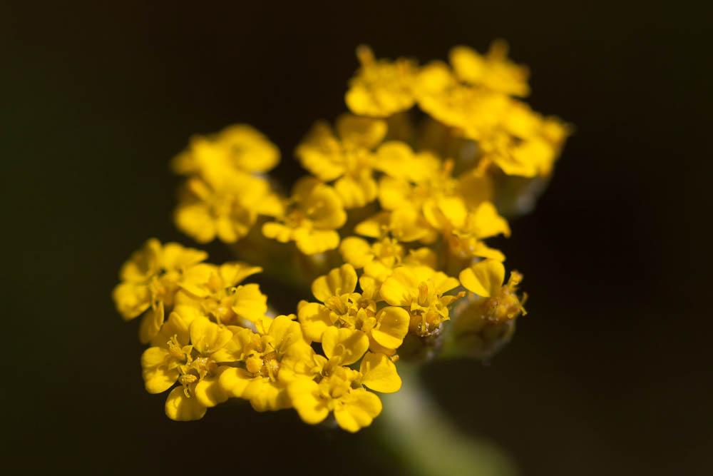 Achillée tomenteuse Achillea tomentosa L., 1753