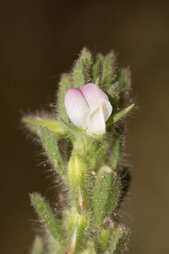 Bugrane à fleurs pendantes Ononis reclinata L., 1763