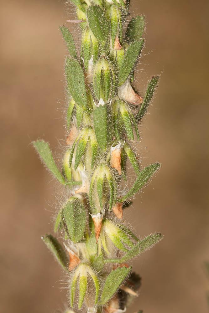 Bugrane à fleurs pendantes Ononis reclinata L., 1763