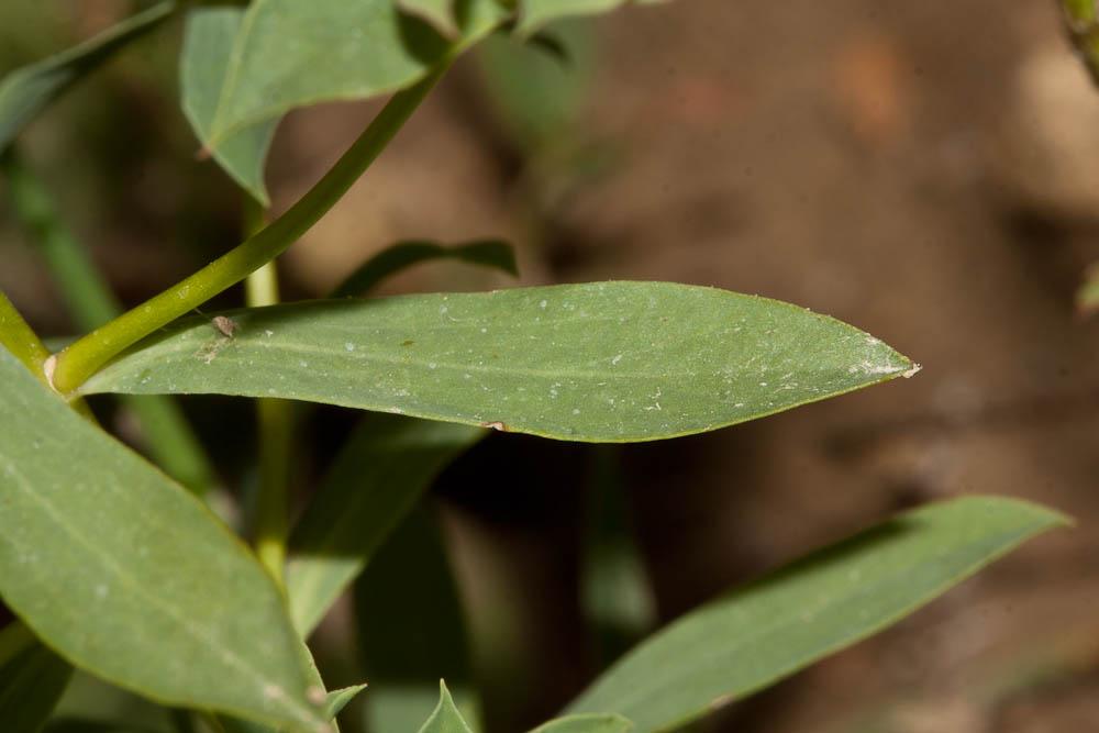 Euphorbe en faux, Euphorbe à cornes en faucille Euphorbia falcata L., 1753