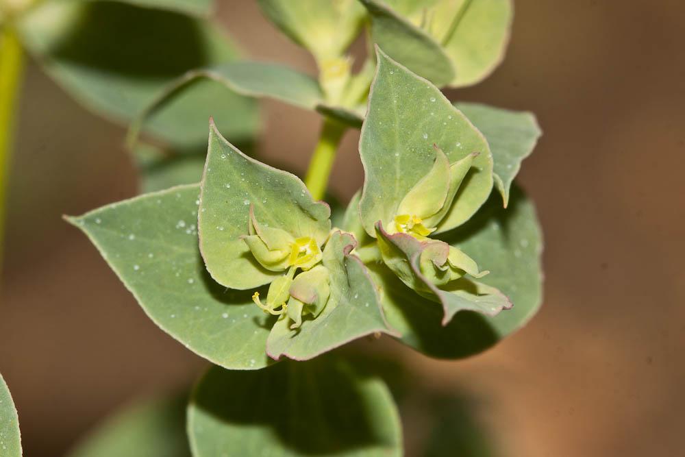 Euphorbe en faux, Euphorbe à cornes en faucille Euphorbia falcata L., 1753
