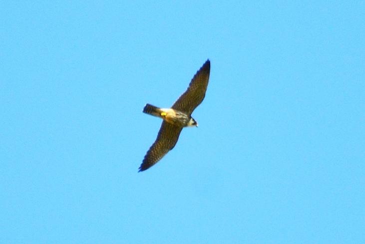 Faucon hobereau Falco subbuteo Linnaeus, 1758