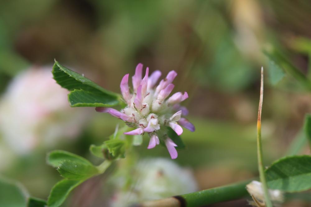 Trèle tomenteux, Trèfle cotonneux Trifolium tomentosum L., 1753