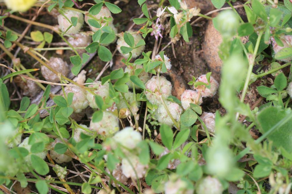 Trèle tomenteux, Trèfle cotonneux Trifolium tomentosum L., 1753