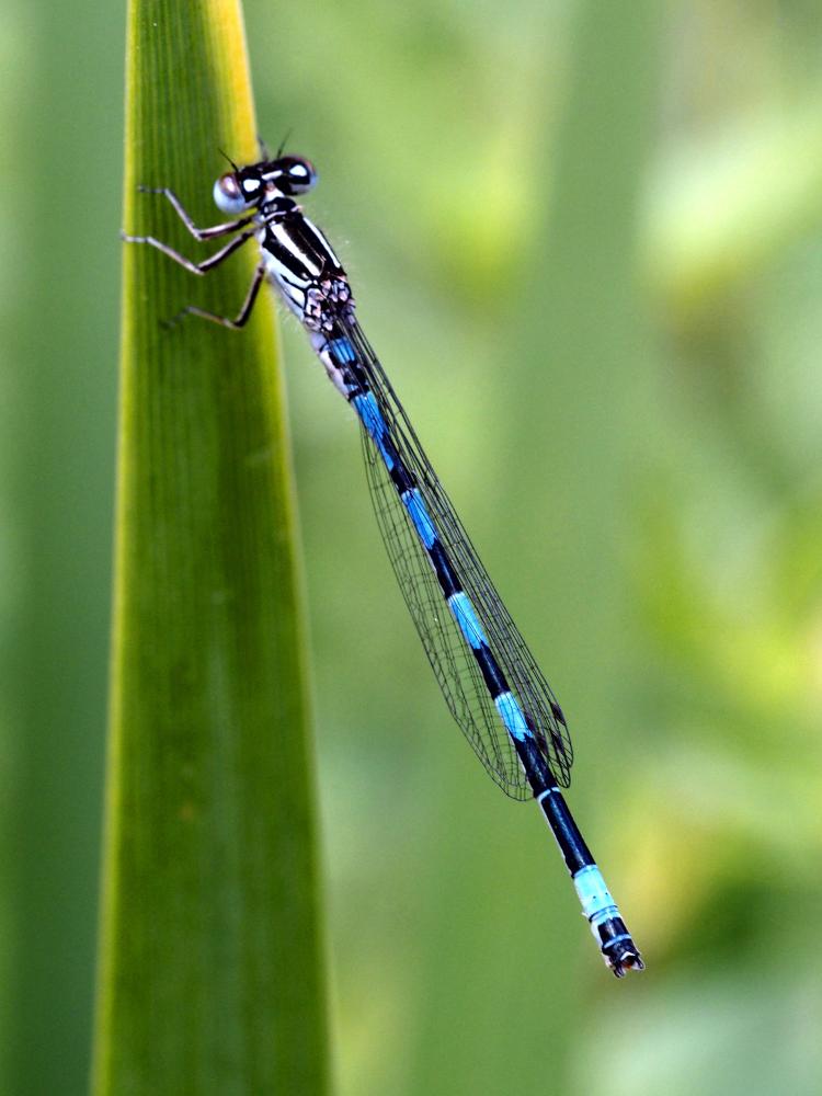 Agrion de Mercure Coenagrion mercuriale (Charpentier, 1840)