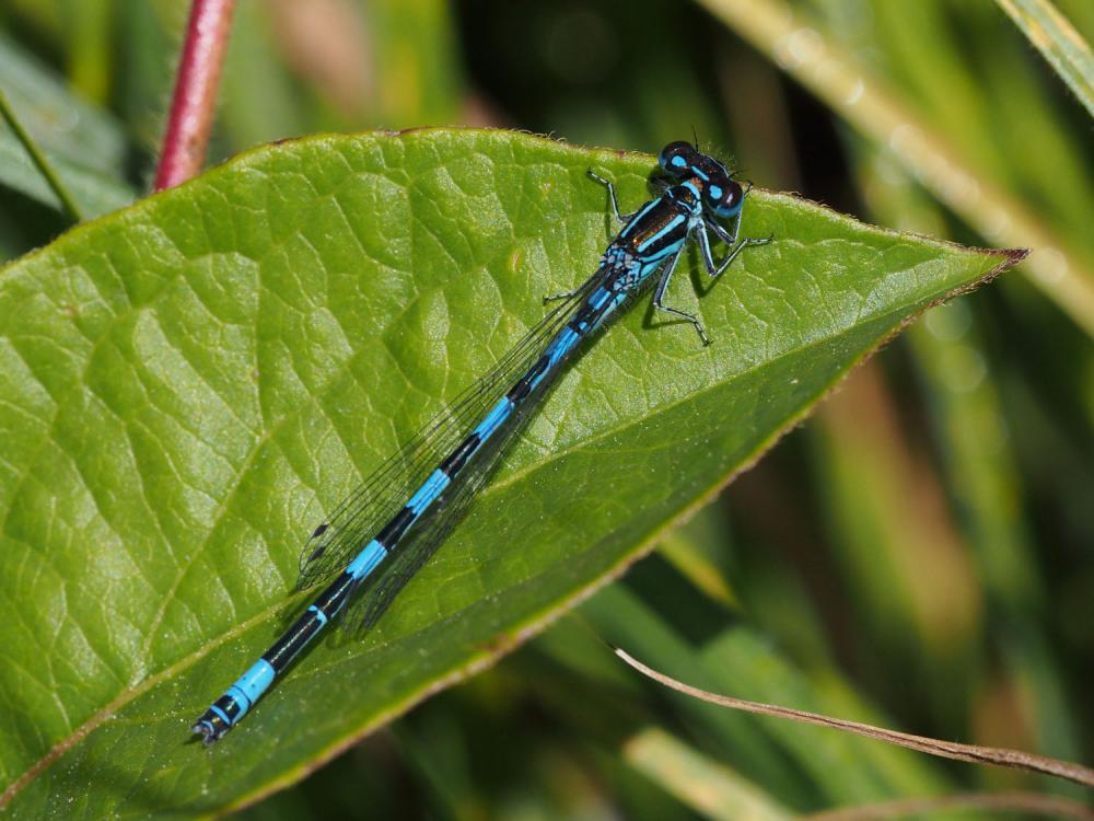 Agrion de Mercure Coenagrion mercuriale (Charpentier, 1840)