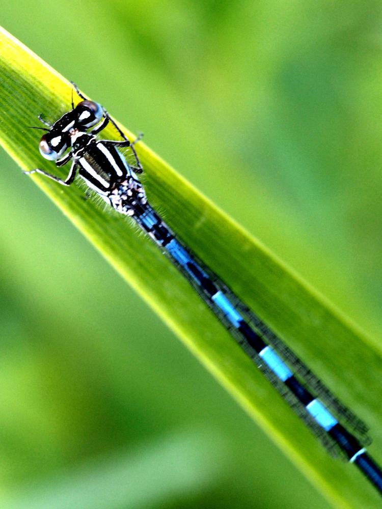 Agrion de Mercure Coenagrion mercuriale (Charpentier, 1840)