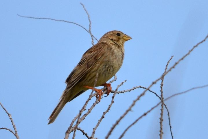 Bruant proyer Emberiza calandra Linnaeus, 1758