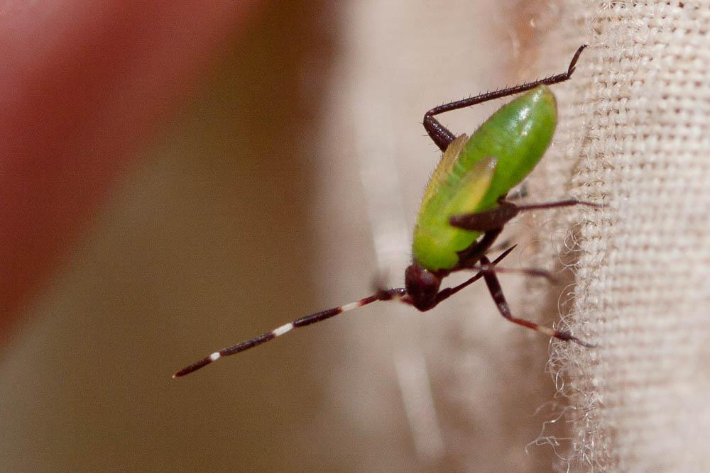  Adelphocoris vandalicus (Rossi, 1790)
