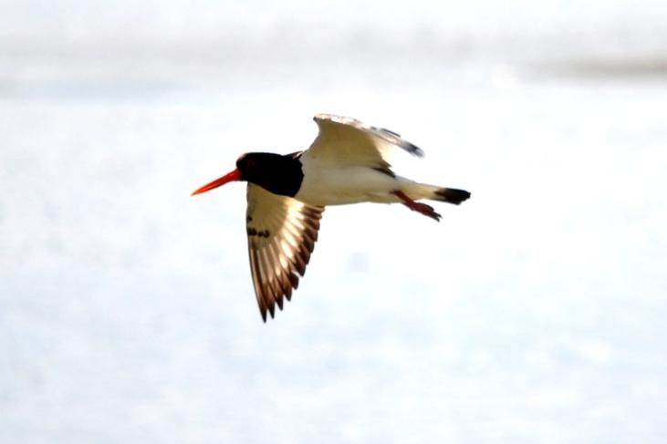 Huîtrier pie Haematopus ostralegus Linnaeus, 1758
