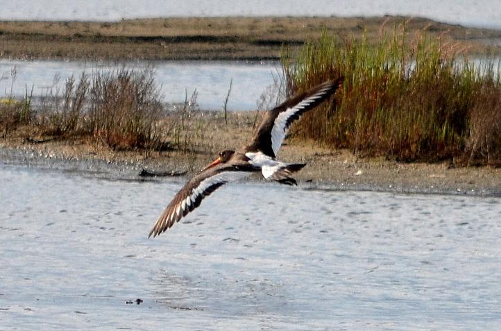 Huîtrier pie Haematopus ostralegus Linnaeus, 1758