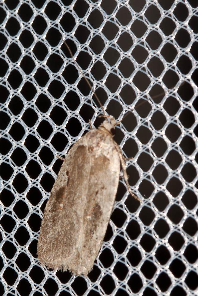 Agonopterix ocellana (Fabricius, 1775)