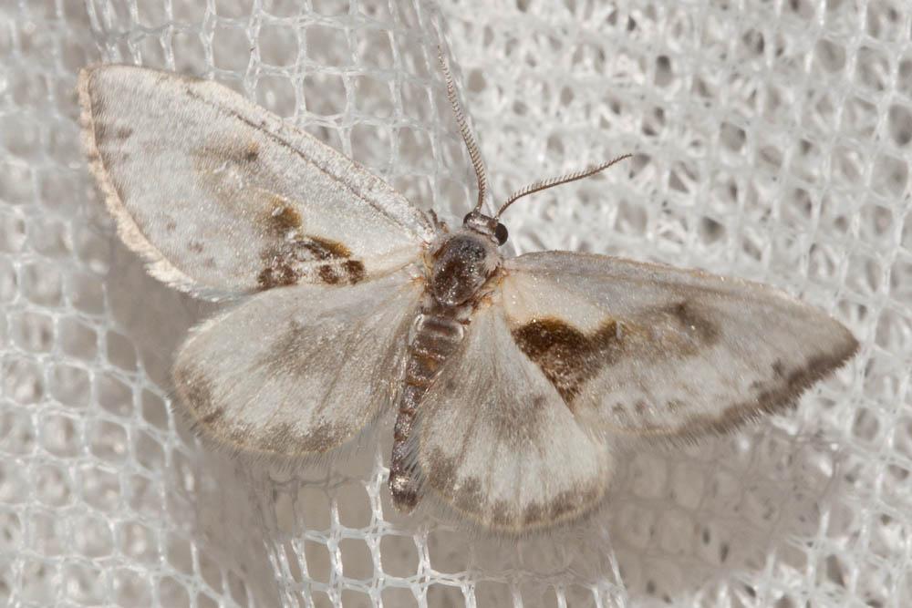 Le Petite Epine (La) Cilix glaucata (Scopoli, 1763)
