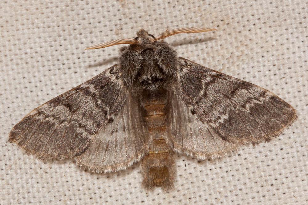 Demi-Lune noire (La) Drymonia ruficornis (Hufnagel, 1766)