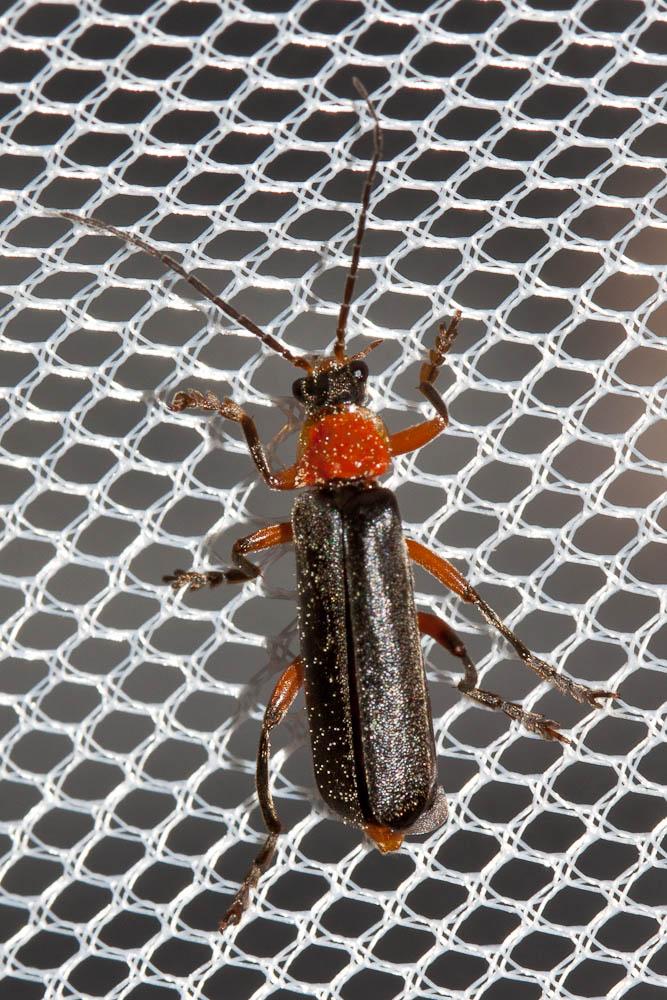 Cantharis flavilabris Fallén, 1807