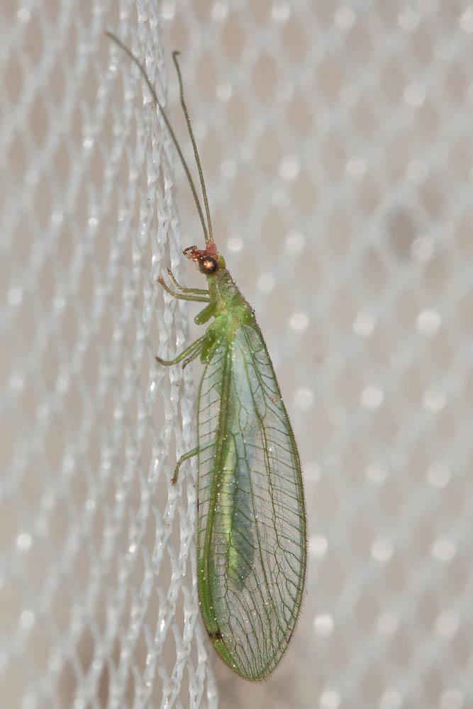 Peyerimhoffina gracilis (Schneider, 1851)