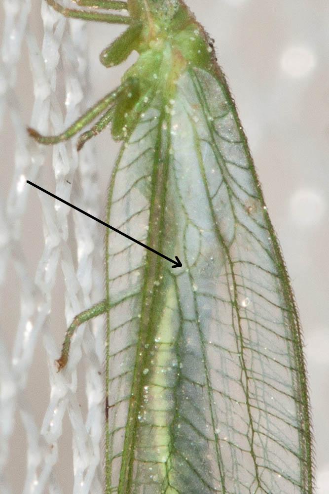  Peyerimhoffina gracilis (Schneider, 1851)