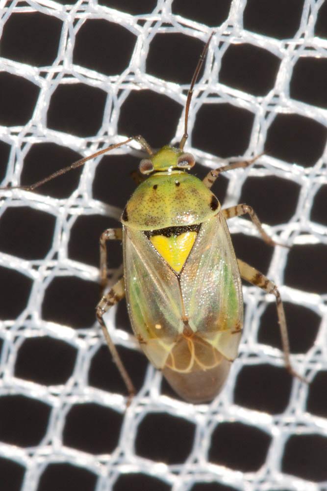  Lygus gemellatus (Herrich-Schäffer, 1835)