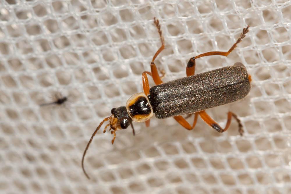 Cantharide noirâtre Cantharis nigricans (O.F. Müller, 1776)