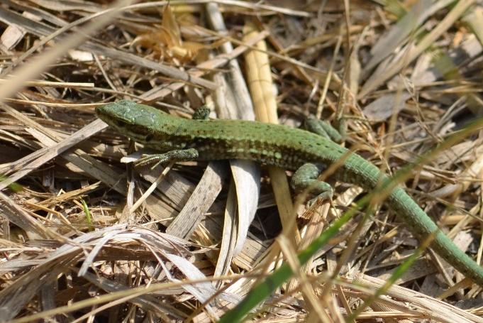 Lézard des murailles Podarcis muralis (Laurenti, 1768)
