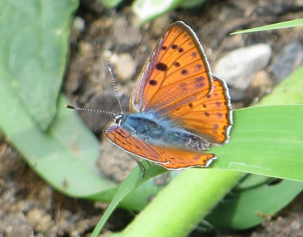 Cuivré mauvin (Le), Cuivré flamboyant (Le), Argus Lycaena alciphron (Rottemburg, 1775)