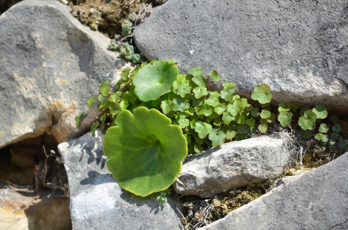 Nombril de vénus, Oreille-d'abbé Umbilicus rupestris (Salisb.) Dandy, 1948